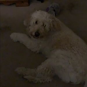 Meet your Posher, Kevin